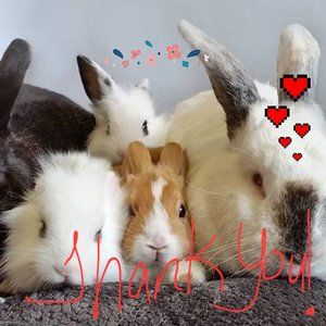 Rescue A Rabbit Today!